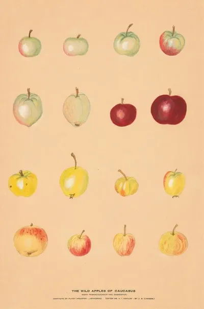 The Wild Apples Of Caucasus