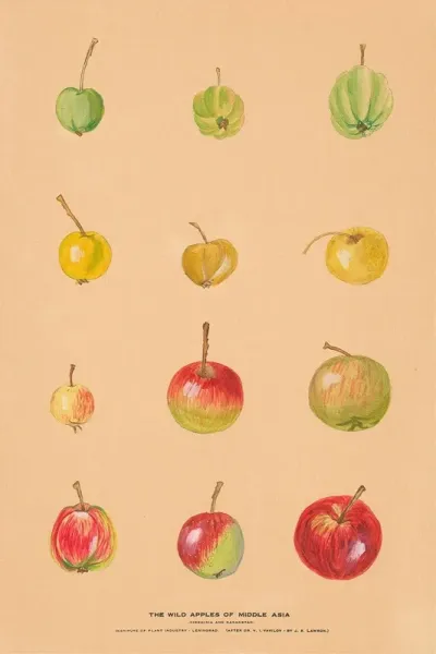 The Wild Apples Of Middle Asia