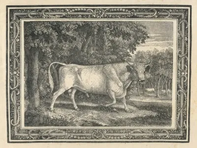 The Wild Bull Of Chillingham