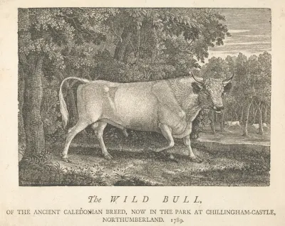 The Wild Bull Of The Ancient Caledonian Breed Now In The Park At Chillingham Castle Northumberland