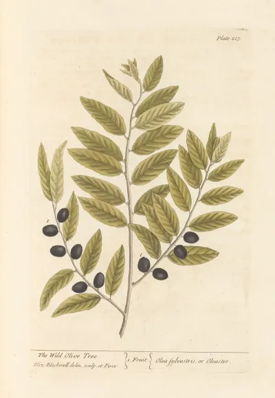 The Wild Olive Tree