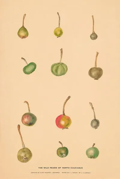 The Wild Pears Of North Caucasus 2