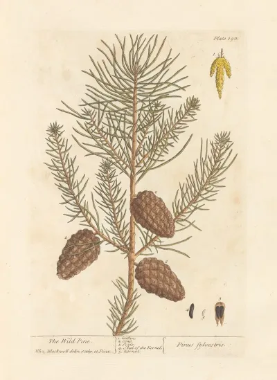 The Wild Pine