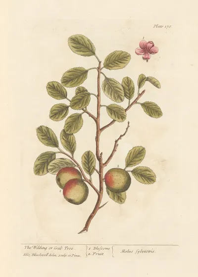 The Wilding Or Crab Tree