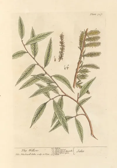 The Willow 2