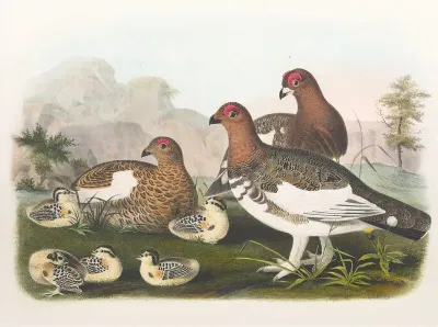 The Willow Grouse