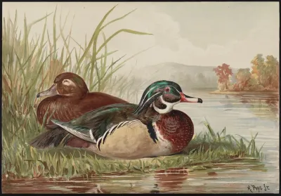 The Wood Duck Aix Sponsa
