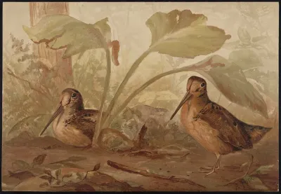 The Woodcock Philohela Minor