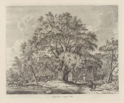 The Wych Elm At Bagots Mill