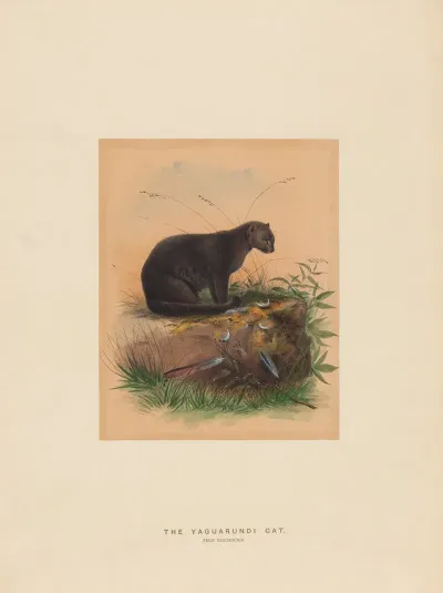 The Yaguarundi Cat 2