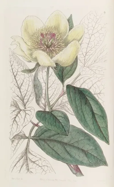 The Yellow Paeony