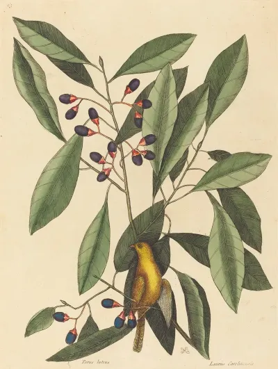 The Yellow Titmouse
