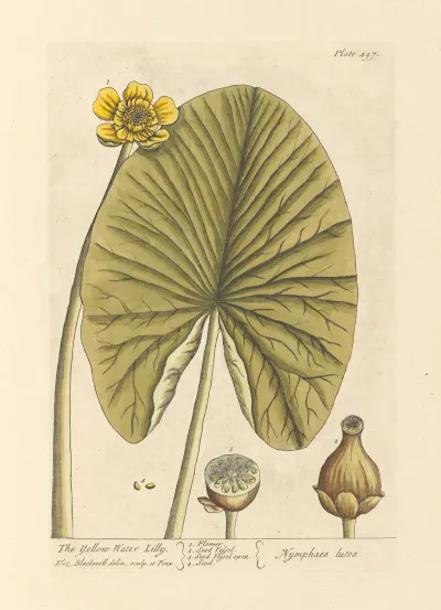 The Yellow Water Lilly