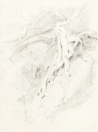 The Yew At Clifton