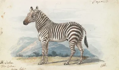 The Zebra