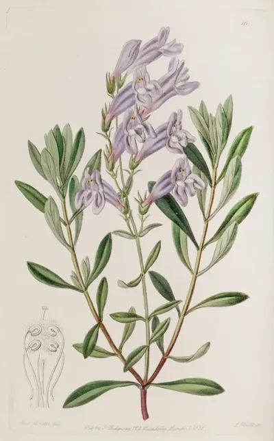 Thick Leaved Pentstemon