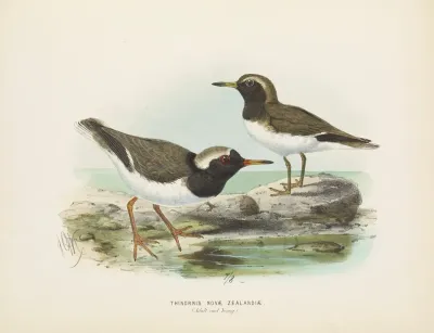 Thinornis Nove Zealandiae Adult And Young