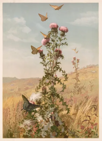 Thistle 2