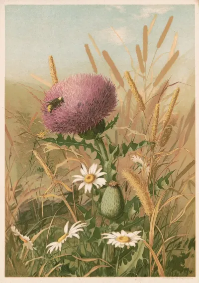Thistle 3