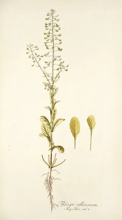 Thlaspi Alliaceum