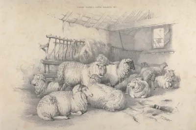 Thomas Sydney Coopers Cattle Subjects Pl 01