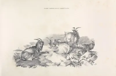 Thomas Sydney Coopers Cattle Subjects Pl 04