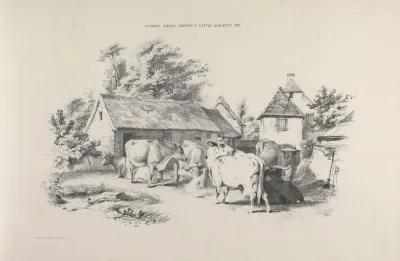 Thomas Sydney Coopers Cattle Subjects Pl 07