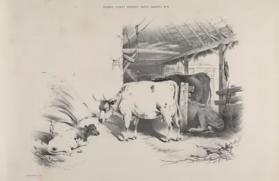 Thomas Sydney Coopers Cattle Subjects Pl 09