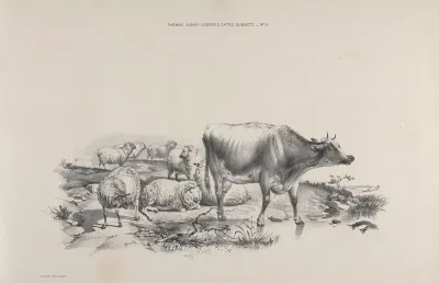 Thomas Sydney Coopers Cattle Subjects Pl 11
