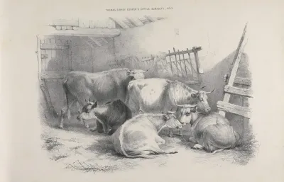 Thomas Sydney Coopers Cattle Subjects Pl 13