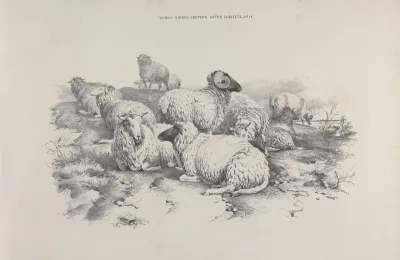 Thomas Sydney Coopers Cattle Subjects Pl 14