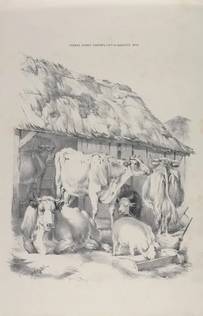Thomas Sydney Coopers Cattle Subjects Pl 15