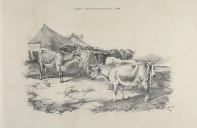 Thomas Sydney Coopers Cattle Subjects Pl 16