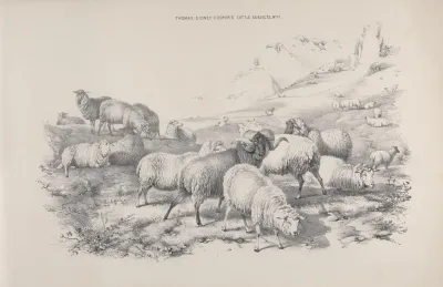 Thomas Sydney Coopers Cattle Subjects Pl 17
