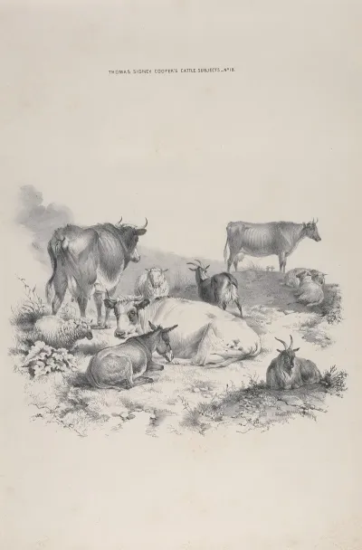 Thomas Sydney Coopers Cattle Subjects Pl 18