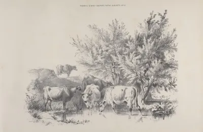 Thomas Sydney Coopers Cattle Subjects Pl 19
