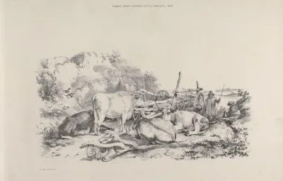 Thomas Sydney Coopers Cattle Subjects Pl 21