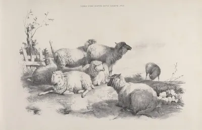 Thomas Sydney Coopers Cattle Subjects Pl 22