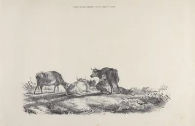 Thomas Sydney Coopers Cattle Subjects Pl 23