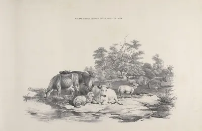Thomas Sydney Coopers Cattle Subjects Pl 24