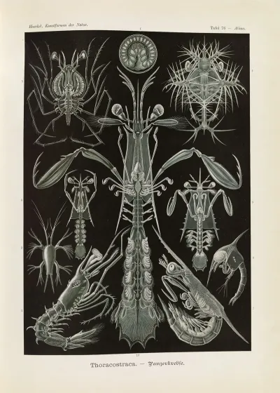 Thoracostraca Panzerkrebse