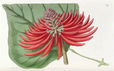 Thornless Naked Flowering Coral Tree