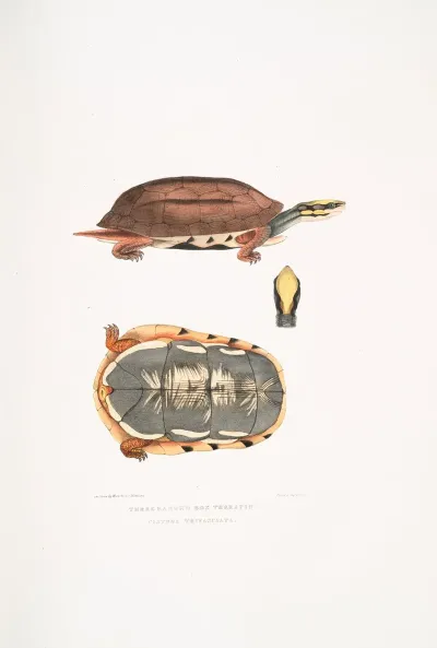 Three Banded Box Terrapin Cistuda Trifasciata