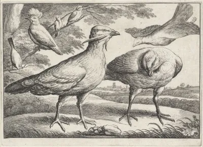 Three Bustards One Of Them Flying In At Right