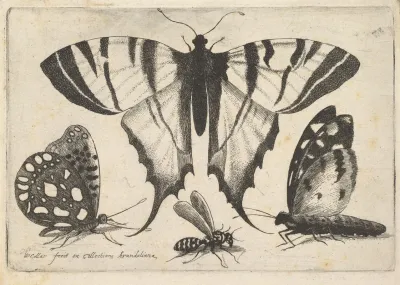 Three Butterflies And A Wasp