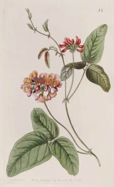 Three Coloured Zichya