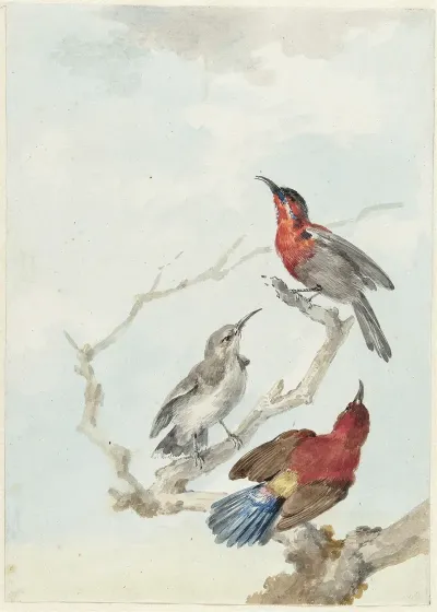 Three Crimson Sunbirds