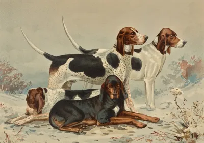 Three Foxhounds With Coonhound