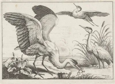 Three Herons One With Its Wings Outstretched Snatches A Frog From The River While Another Takes Off