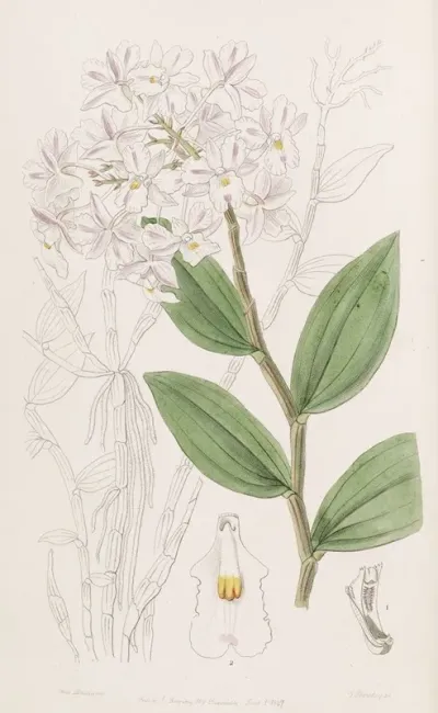 Three Knobbed Dendrobe
